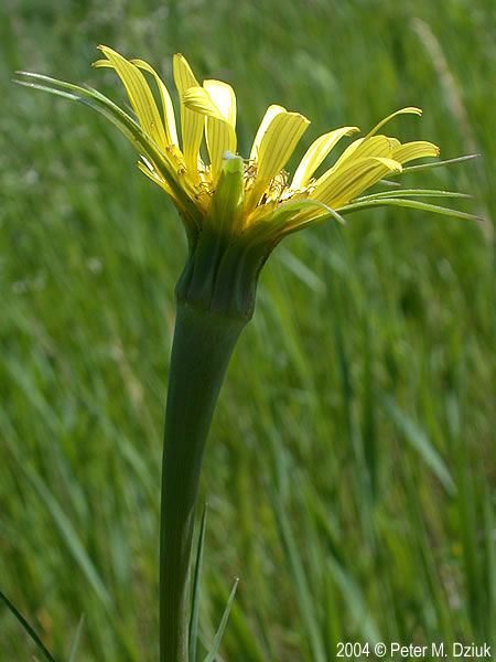 yellow salsify